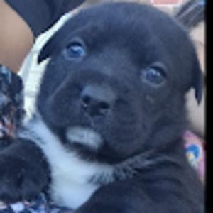 Meet your Posher, Daysi margarita